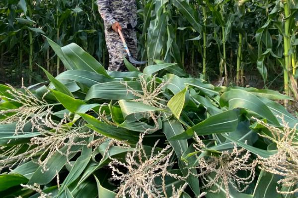 红禾966玉米种子介绍，并防治地下害虫