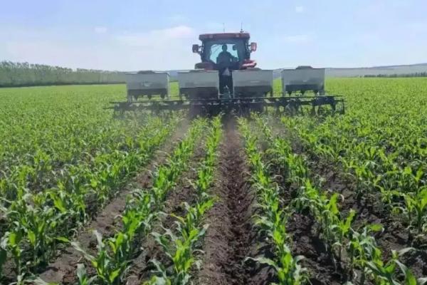 周单农高217玉米种子特点,平均生育期103.0天