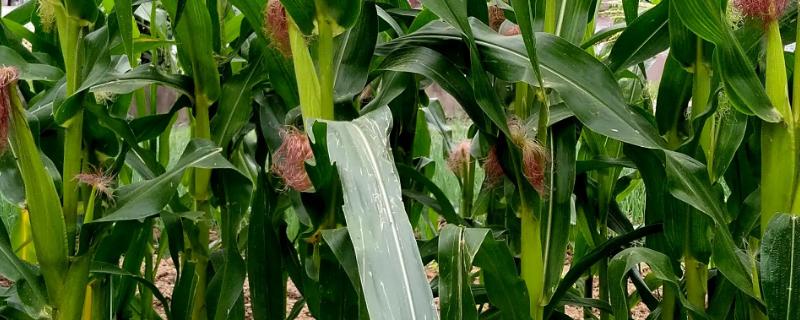 红禾928玉米品种的特性，苗期防治地老虎等地下害虫