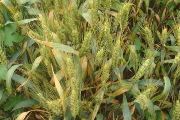 惠民399小麦种子介绍,半冬性品种