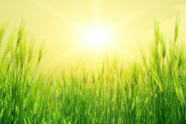 豫农917小麦种子简介,半冬性品种