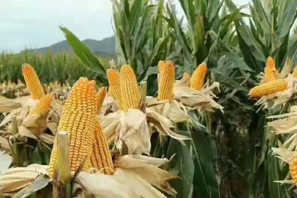 新科821玉米种子简介，适宜密度5000株/亩