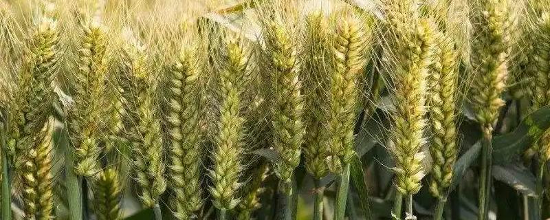 许麦2016小麦种子简介，每亩适宜基本苗15～18万