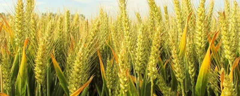 丰盈136小麦种子介绍，适宜播种期10月上中旬