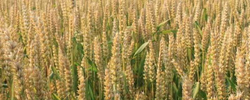 怀川938小麦种子介绍，弱春性品种