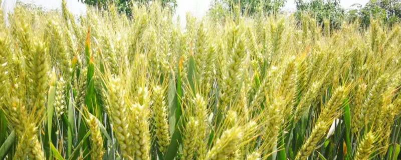 郑麦198小麦品种简介，半冬性品种