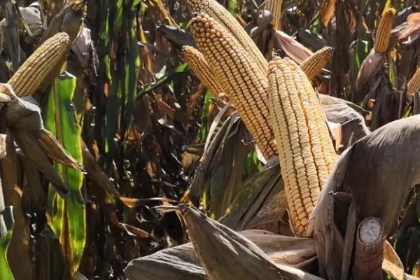 新科821玉米种子简介，适宜密度5000株/亩