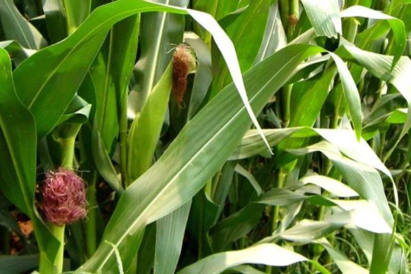 中驻玉2001玉米种子特征特性,适宜密度4500株/亩