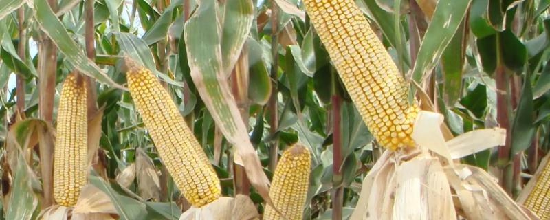 豫单621玉米品种的特性，适宜密度5000株/亩