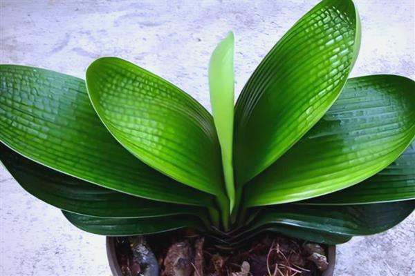 让君子兰快速开花的方式，可以采取控温的方法