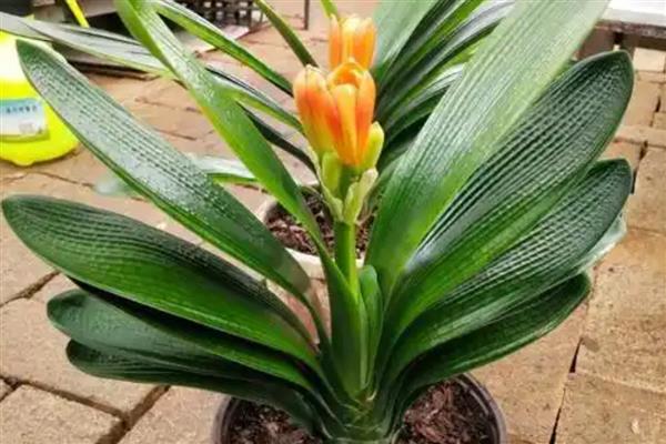 让君子兰快速开花的方式，可以采取控温的方法