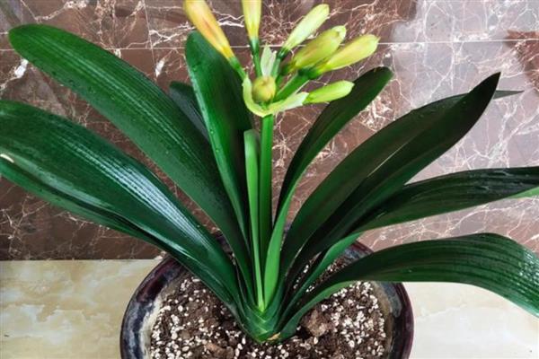 让君子兰快速开花的方式，可以采取控温的方法