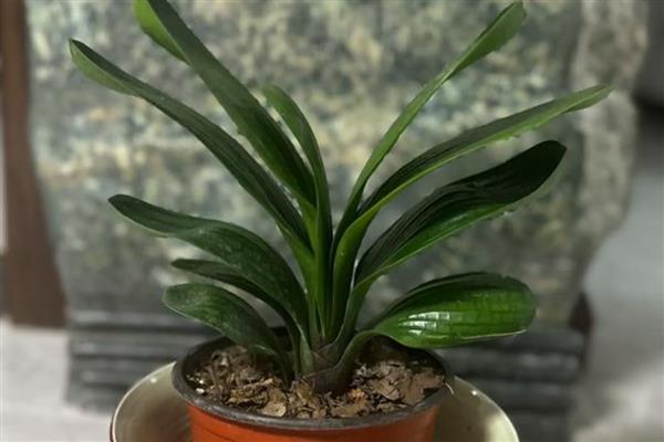 让君子兰快速开花的方式，可以采取控温的方法