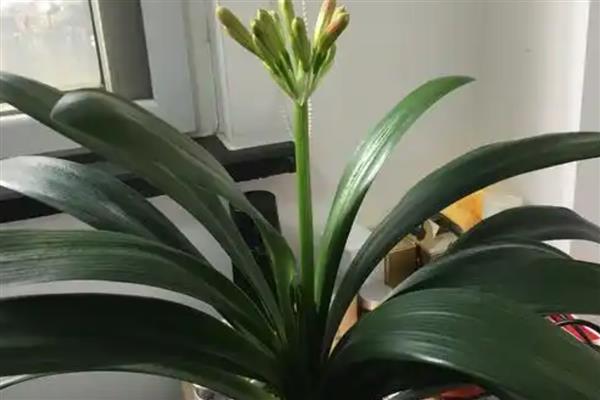 让君子兰快速开花的方式，可以采取控温的方法