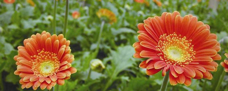 怎么养非洲菊，盛夏季节做好遮阳措施