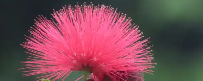 朱缨花的花语是什么，寓意豪迈、喜庆、奔放等