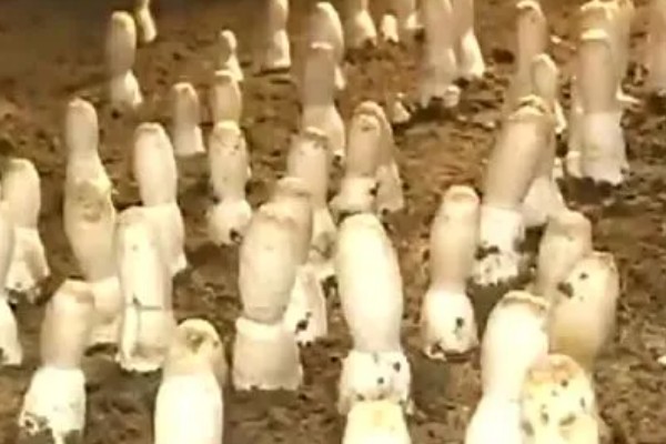 鸡腿菇的种植方法，种子要先发酵