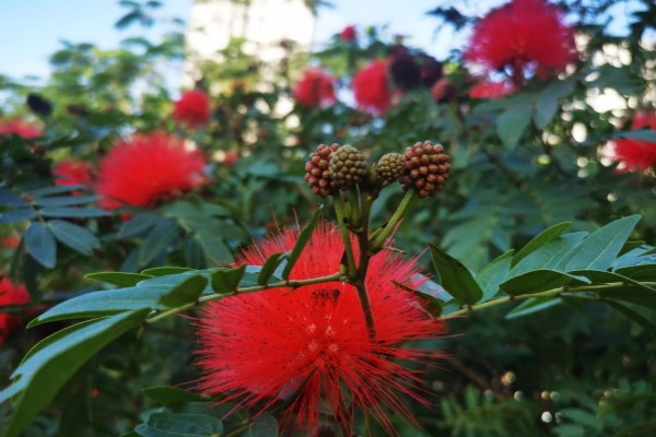 朱缨花的花语是什么，寓意豪迈、喜庆、奔放等