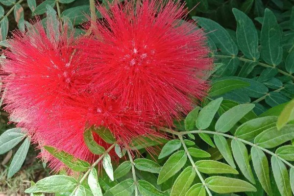 朱缨花的花语是什么，寓意豪迈、喜庆、奔放等