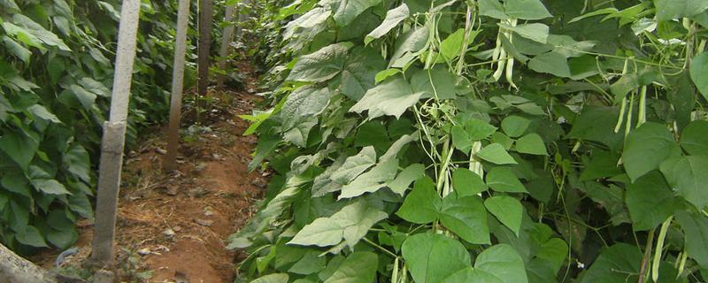 菜豆施肥用哪些肥料，以有机肥为主