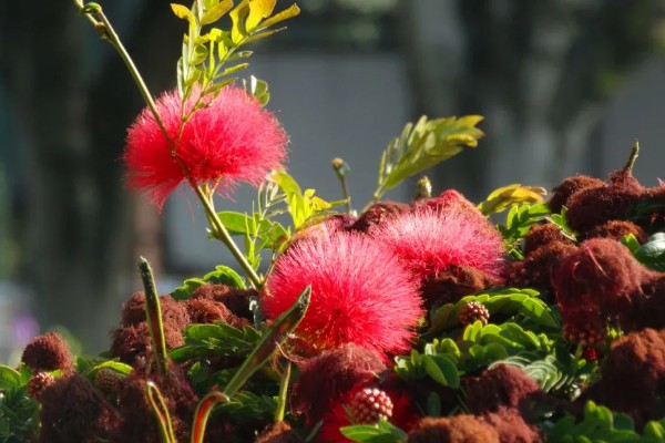 朱缨花的花语是什么，寓意豪迈、喜庆、奔放等