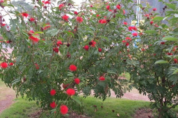 朱缨花的花语是什么，寓意豪迈、喜庆、奔放等