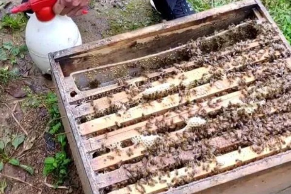 合并蜂群要喷多少白酒，没有固定的数值