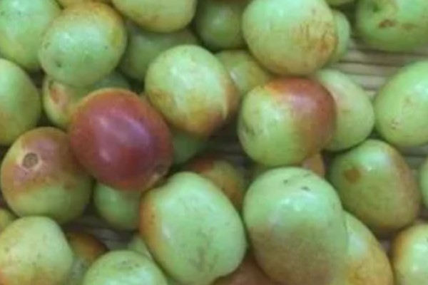 鲜枣如何贮藏，贮藏时应适当降低温度