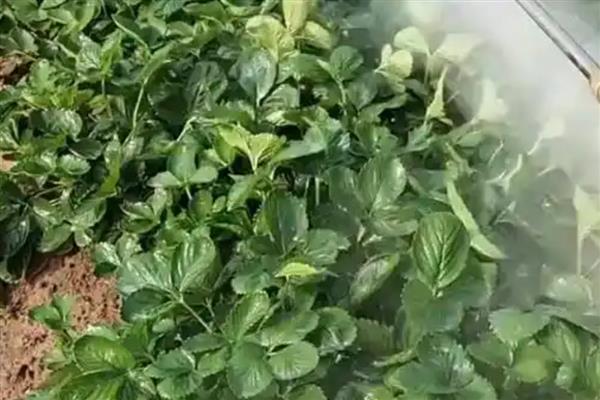 让大棚草莓快速开花的方式，需补充光照