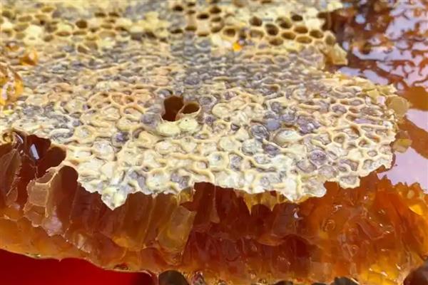 土蜂蜜是什么蜂蜜,是我国的本土蜂种产的蜜