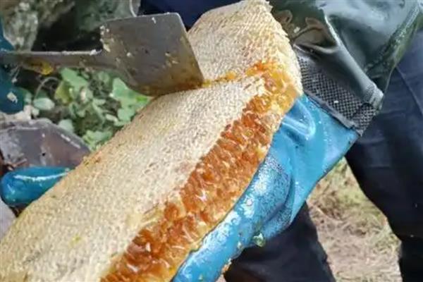 土蜂蜜是什么蜂蜜,是我国的本土蜂种产的蜜