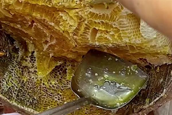 土蜂蜜是什么蜂蜜,是我国的本土蜂种产的蜜