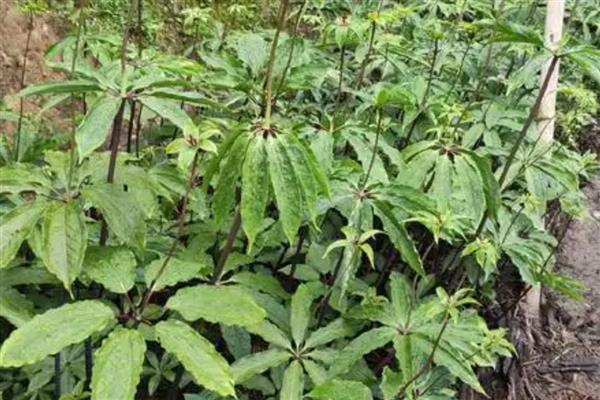 七叶一枝花的价格，在200-250左右一斤