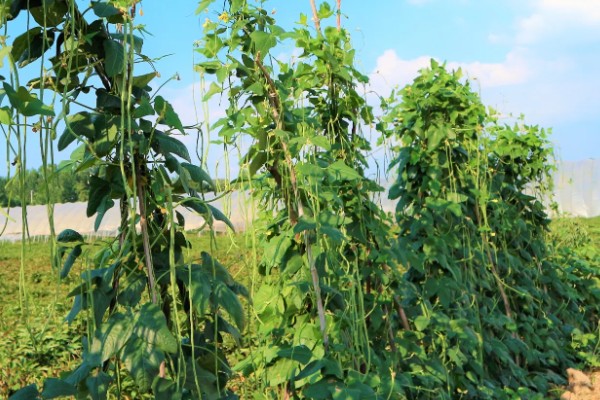 菜豆施肥用哪些肥料，以有机肥为主