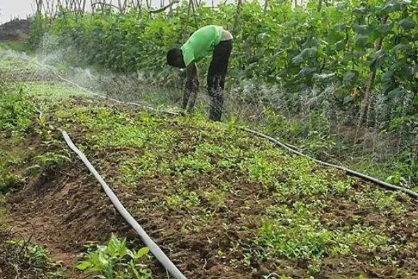 菜豆施肥用哪些肥料，以有机肥为主