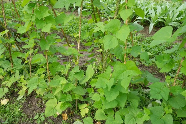 菜豆施肥用哪些肥料，以有机肥为主