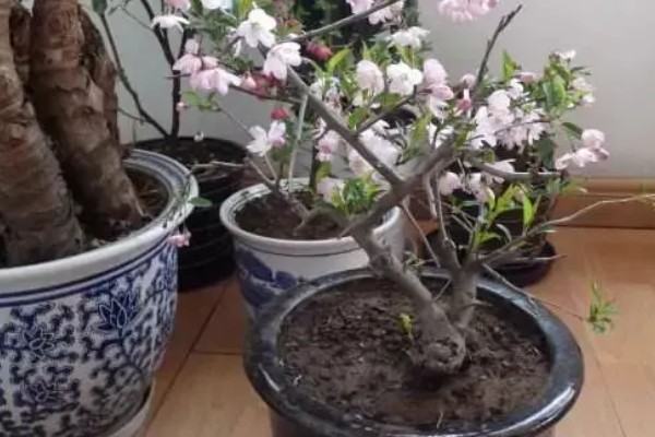 垂丝海棠有哪些特点，其观赏能力高