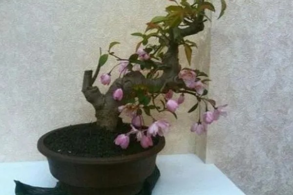 垂丝海棠有哪些特点，其观赏能力高