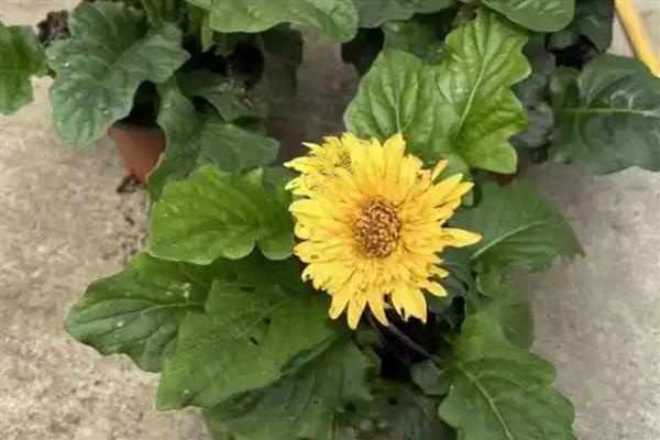 怎么养非洲菊，盛夏季节做好遮阳措施