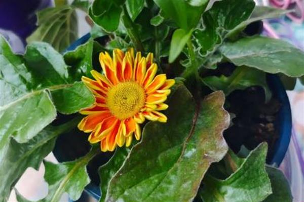 怎么养非洲菊，盛夏季节做好遮阳措施
