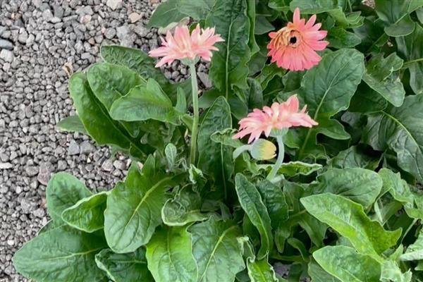 怎么养非洲菊，盛夏季节做好遮阳措施
