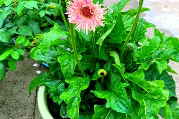 怎么养非洲菊，盛夏季节做好遮阳措施