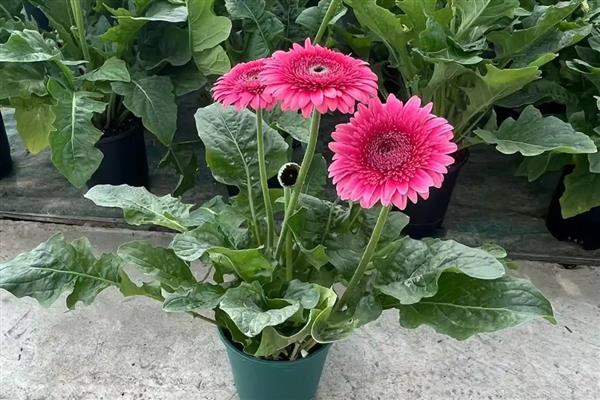怎么养非洲菊，盛夏季节做好遮阳措施