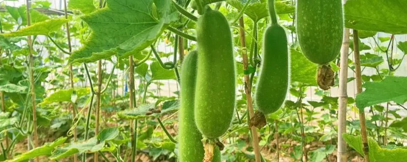 节瓜和冬瓜的区别是什么，品种和叶片均不同