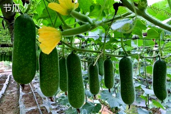 节瓜和冬瓜的区别是什么，品种和叶片均不同