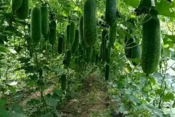 节瓜和冬瓜的区别是什么，品种和叶片均不同