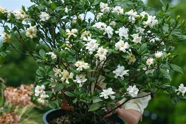 栀子花开花多久会凋谢，4-7天凋谢