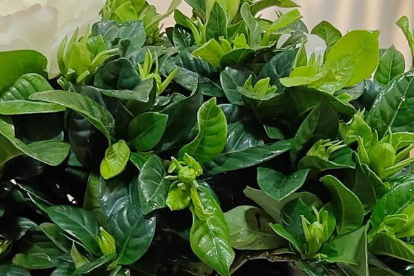 栀子花开花多久会凋谢，4-7天凋谢