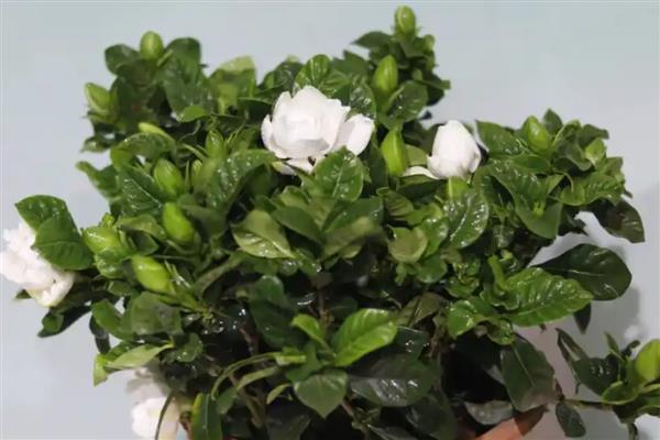 栀子花开花多久会凋谢，4-7天凋谢
