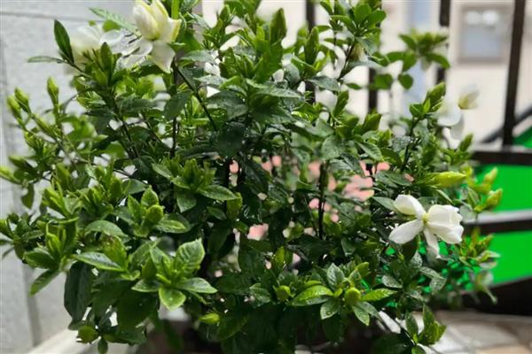 栀子花开花多久会凋谢，4-7天凋谢